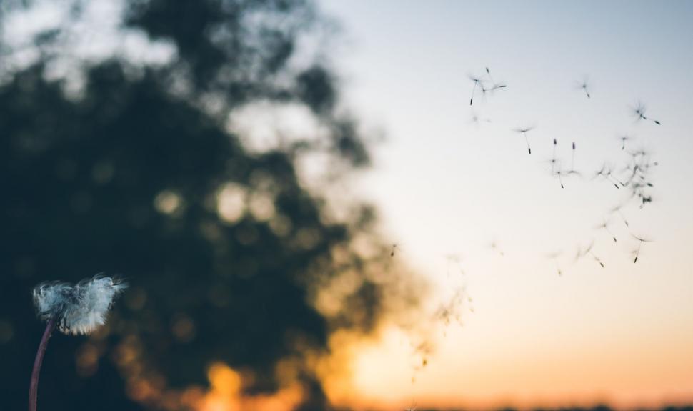 Free Image of Dandelion Blowing in the Wind at Sunset 