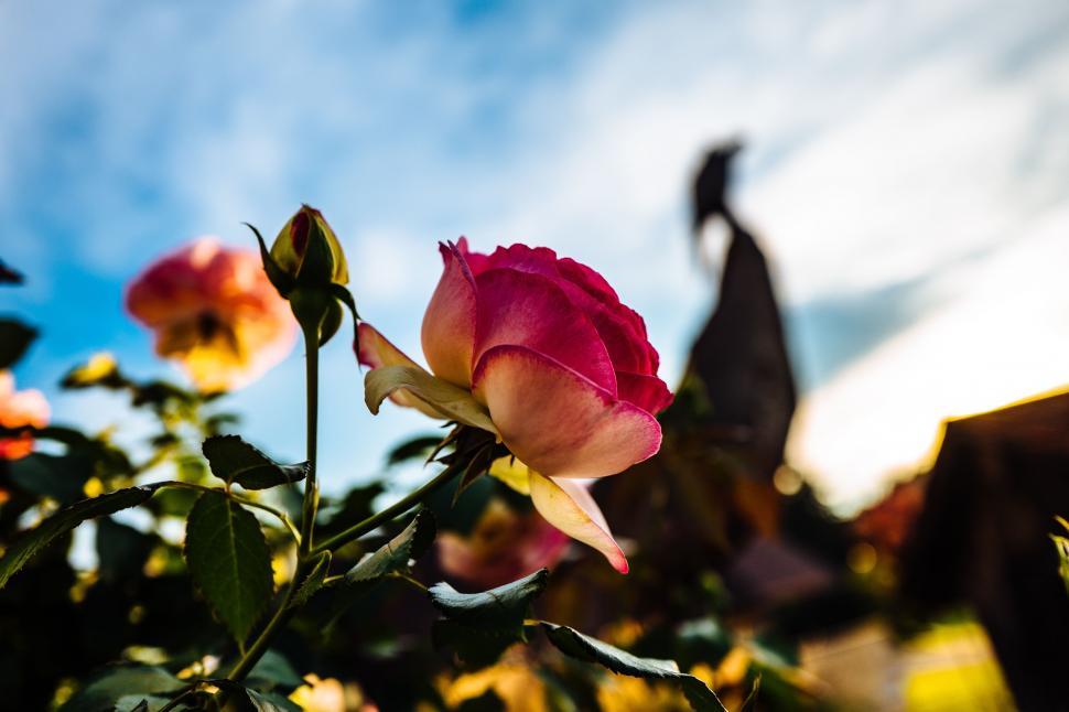 Free Image of A Pink Rose Blooms in a Garden 