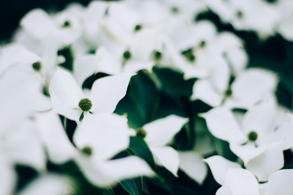Free Image of White Flowers Arranged in a Vase 