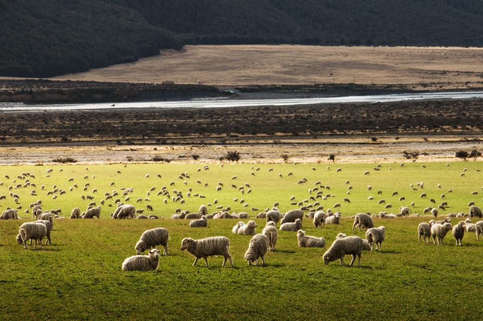 Free Image of A Herd of Sheep Grazing on a Lush Green Field 