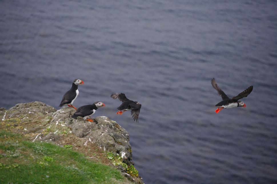 Free Image of A Flock of Birds Flying Over a Body of Water 