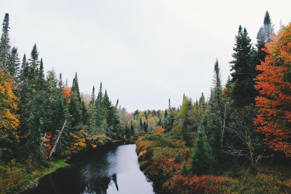 Free Image of Tranquil River Flowing Through Dense Forest 