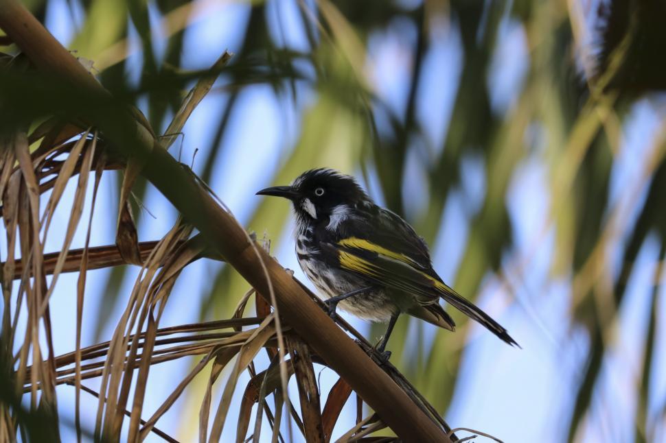 Free Image of Small Bird Perched on Top of Tree Branch 