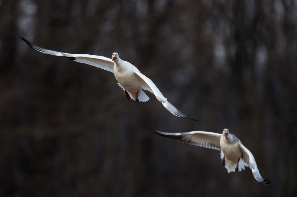 Free Image of Birds Flying Through Forest 
