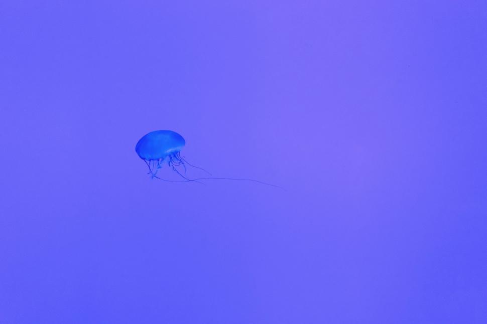 Free Image of Person Holding Umbrella in the Foggy Sky 