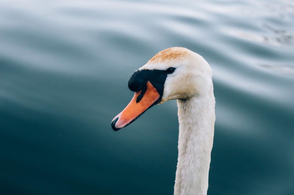 Free Image of Close-Up of a Swan in the Water 