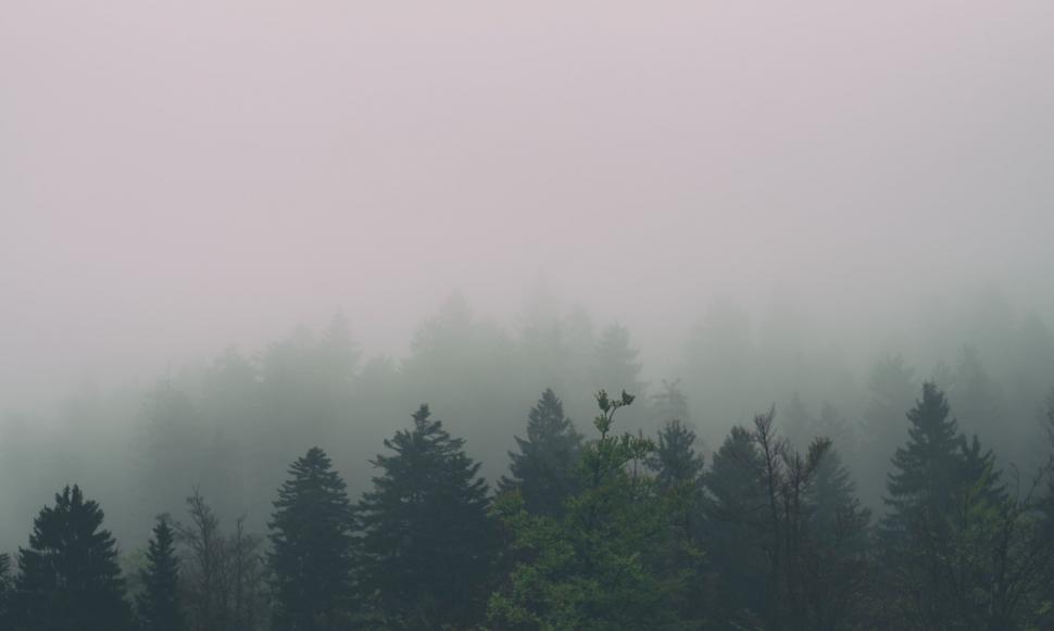 Free Image of Misty Forest in Black and White 