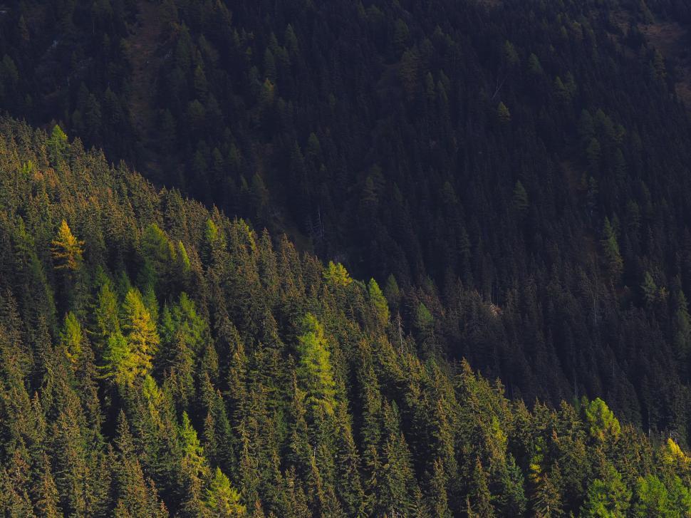 Free Image of A Group of Trees Standing Together 