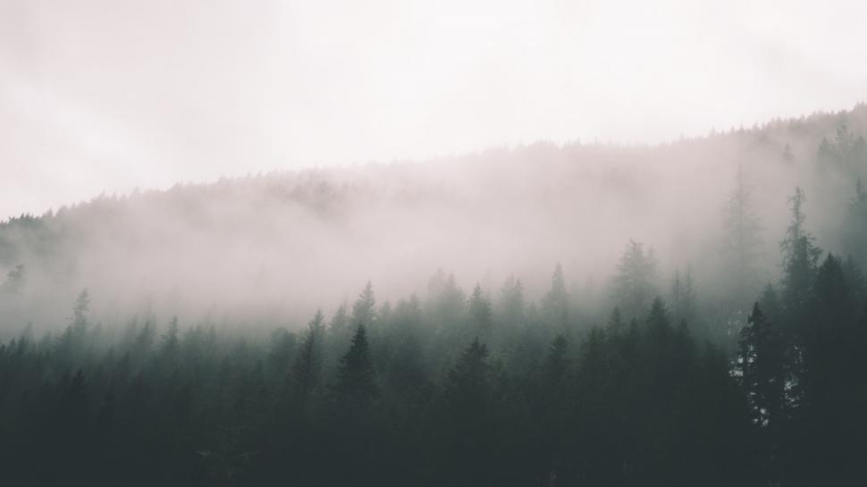 Free Image of Dense Black and White Forest Landscape 
