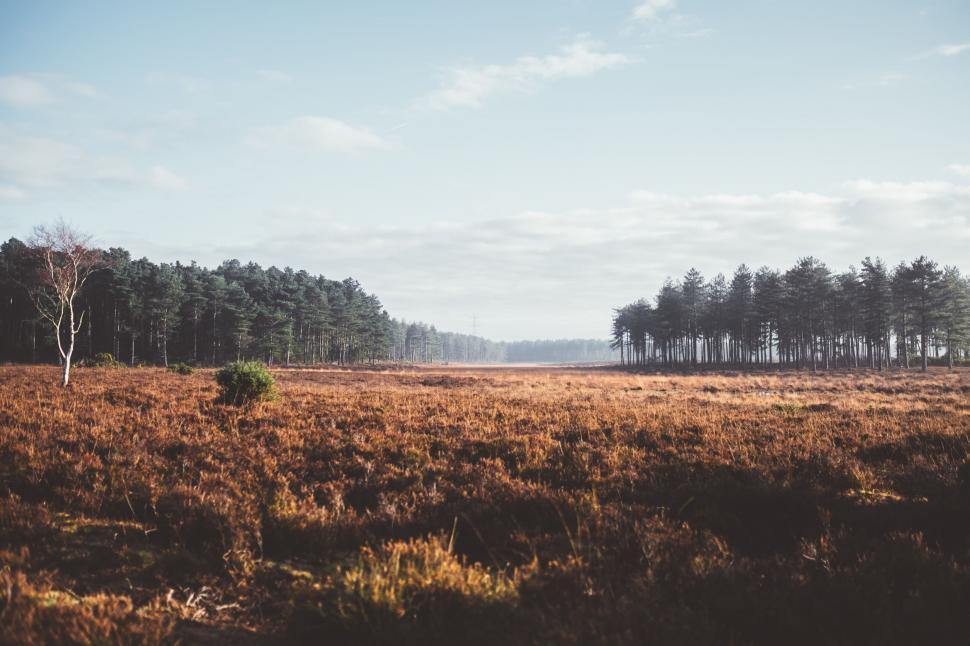 Free Image of Grassy Field With Trees in the Distance 