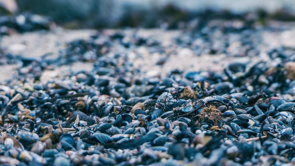 Free Image of Close Up of Blue Seeds 