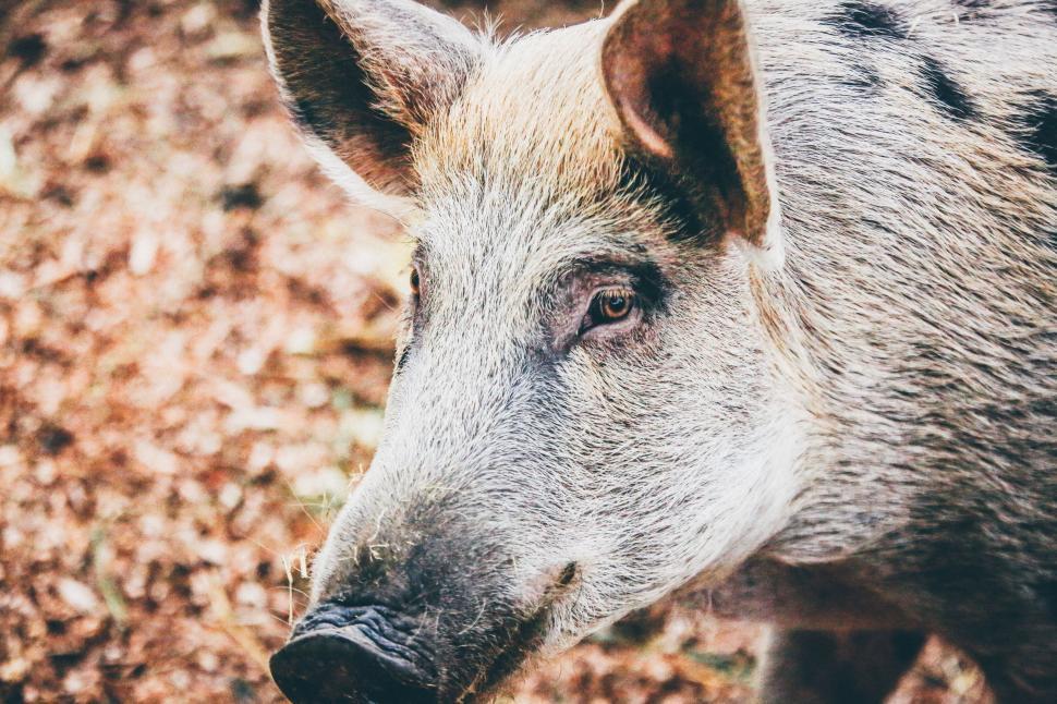 Free Image of Small Pig Standing on Top of Pile of Leaves 