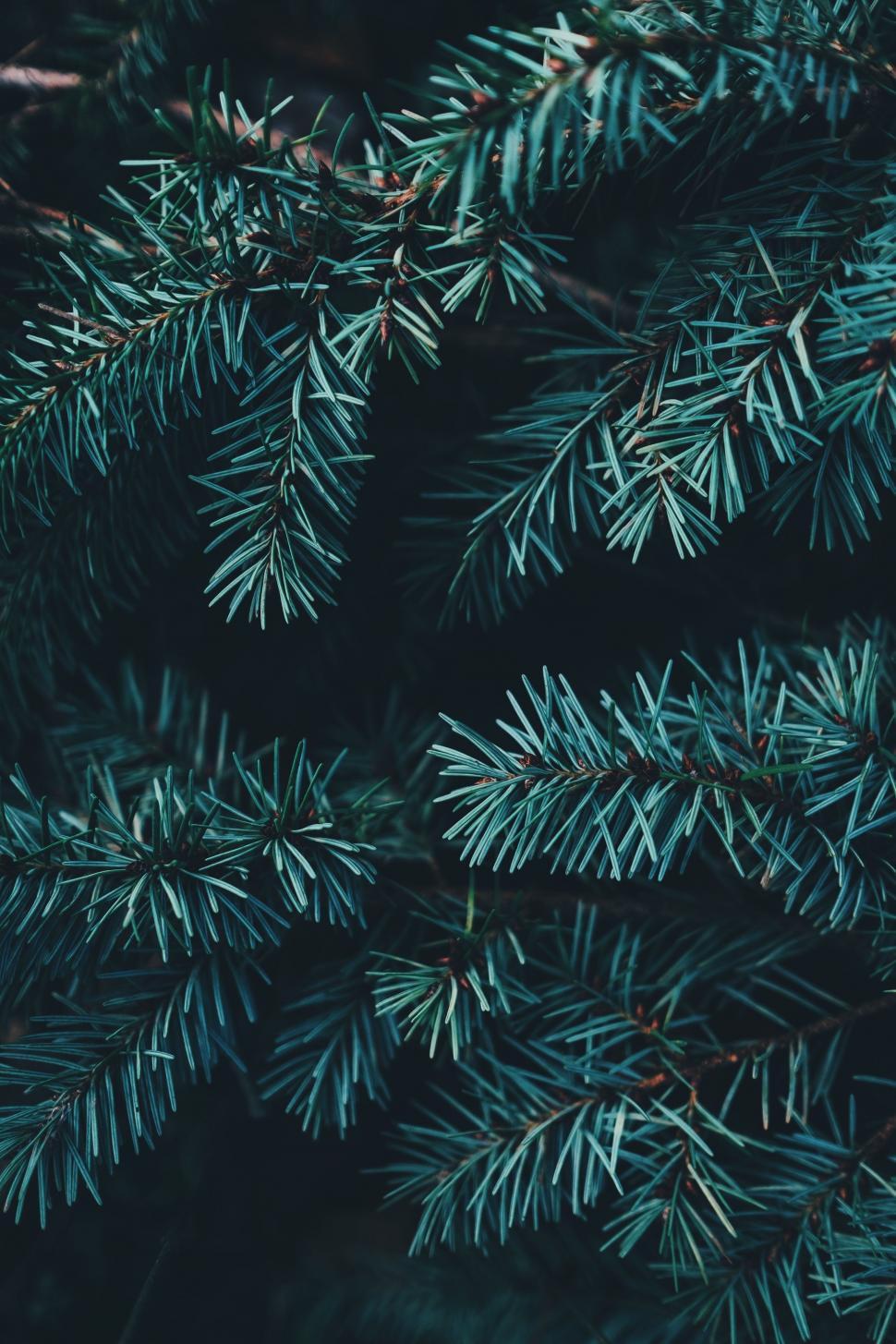 Free Image of Close Up of a Pine Tree Branch 