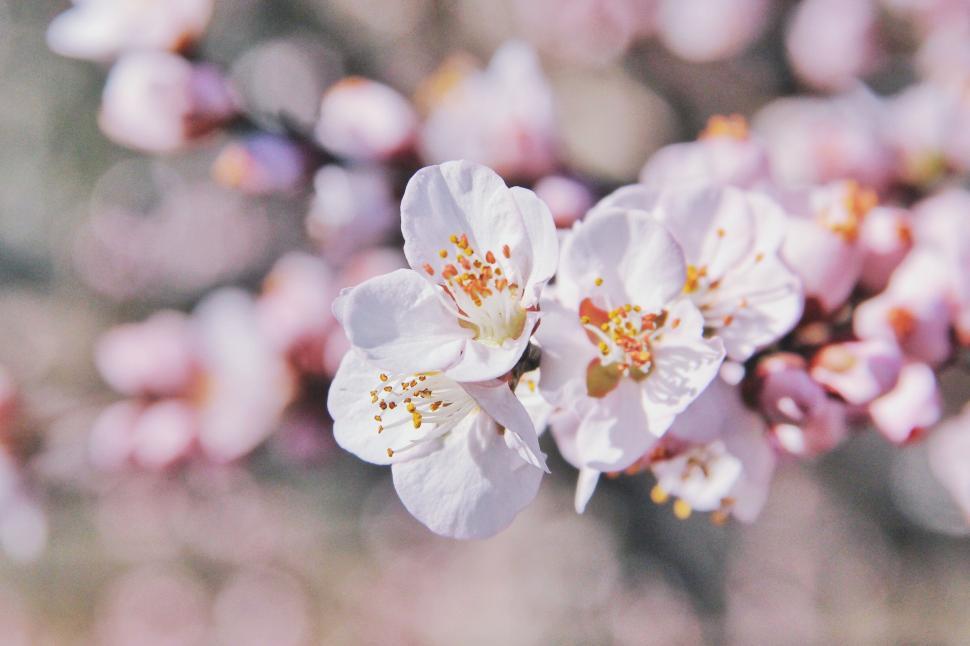Free Image of Close Up of White Flowers on Tree 