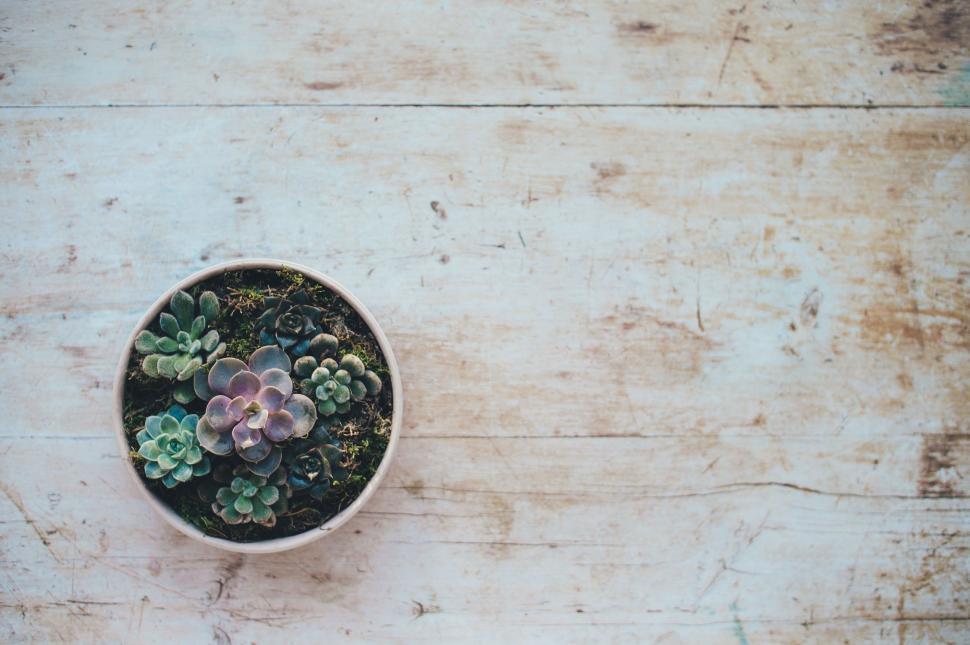 Free Image of Potted Plant on Wooden Table 