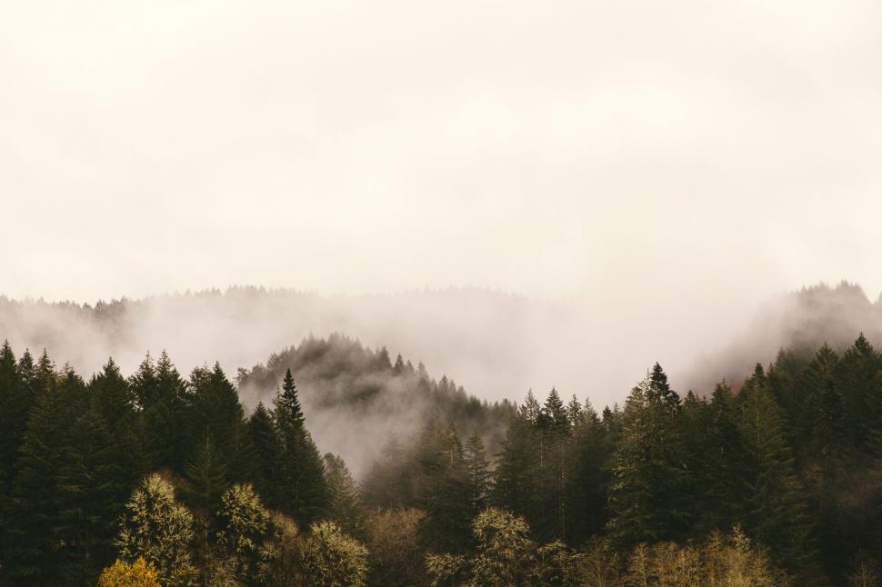 Free Image of Misty Forest Filled With Trees 