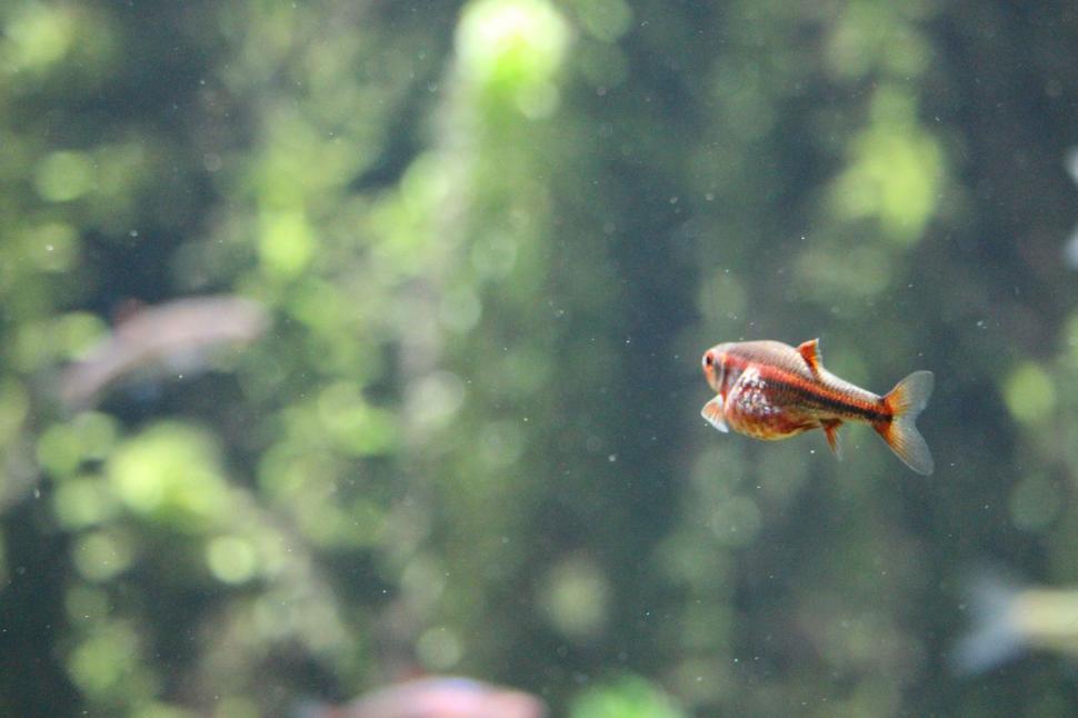 Free Image of A Fish Swimming in Water 