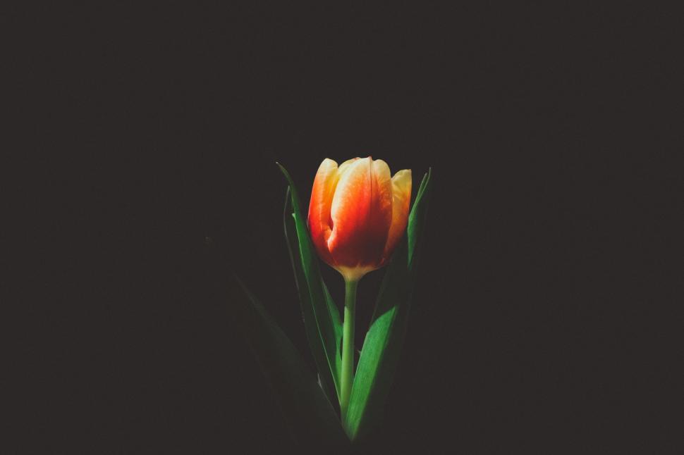 Free Image of A Single Orange Tulip Blooming in Darkness 