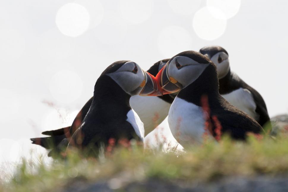 Free Image of Puffins on sunny day 