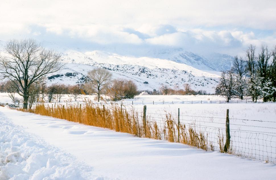 Free Image of Snow covered forest 