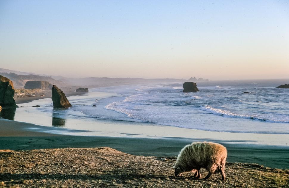 Free Image of Sheep at the shore 
