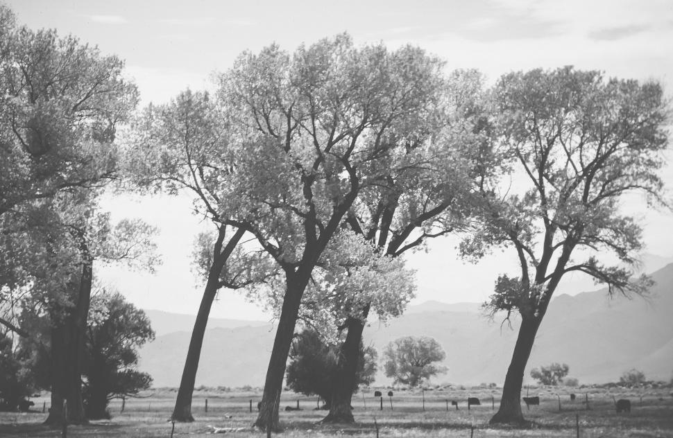 Free Image of Cottonwood trees 