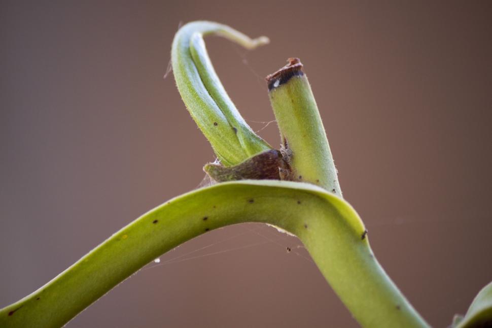 Free Image of Close Up of Plant With Bug 