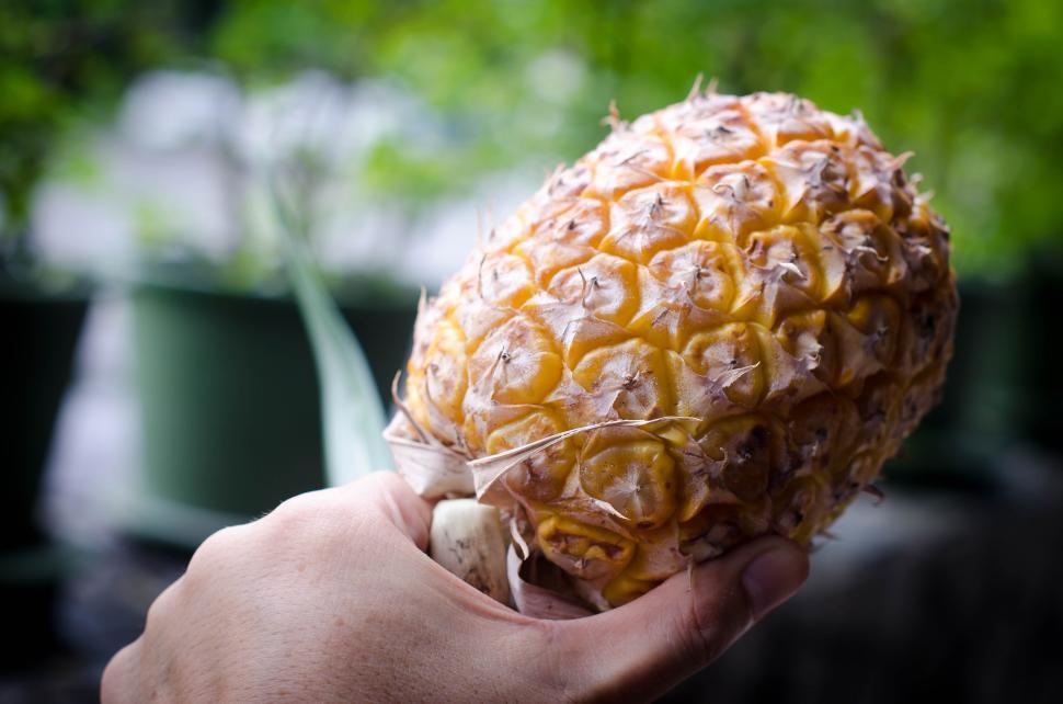 Free Image of Holding a Pineapple  
