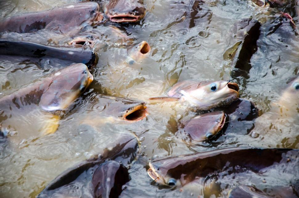 Free Image of Mass of Fish  
