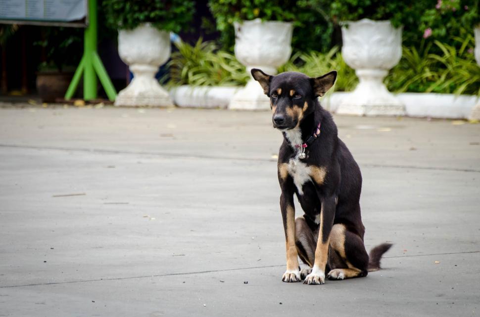 Free Image of Dog in Temple  