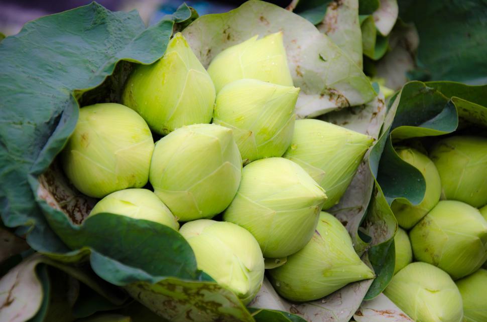 Free Image of Lotus Blooms Thailand 