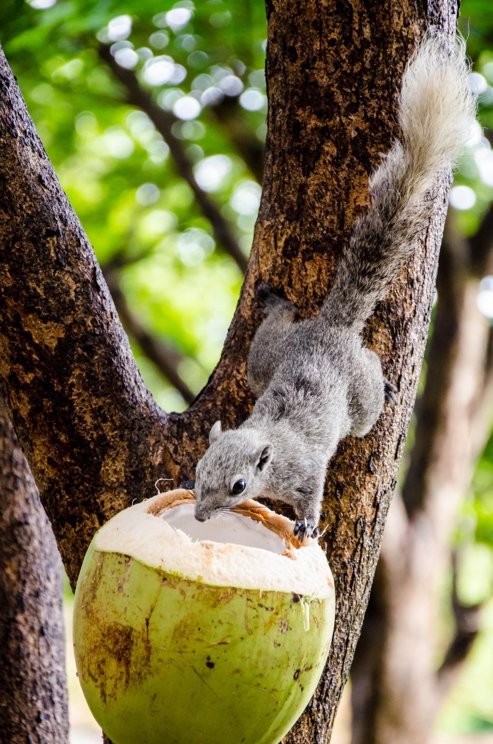 Free Image of Feeding Squirrel  