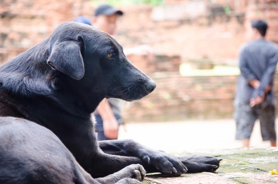 Free Image of Black dog near people 