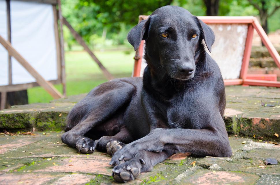 Free Image of Black dog  