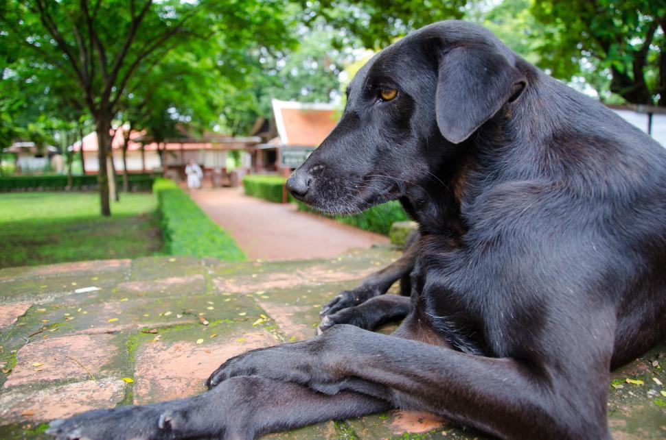 Free Image of Black dog in repose 