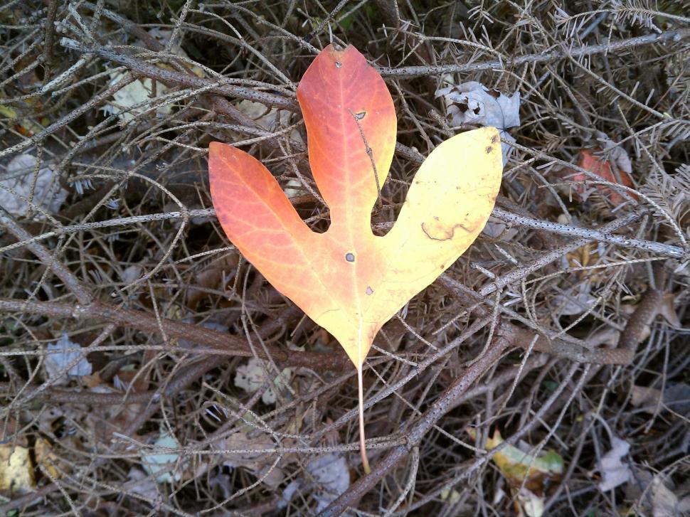 Free Image of Autumn Fire 