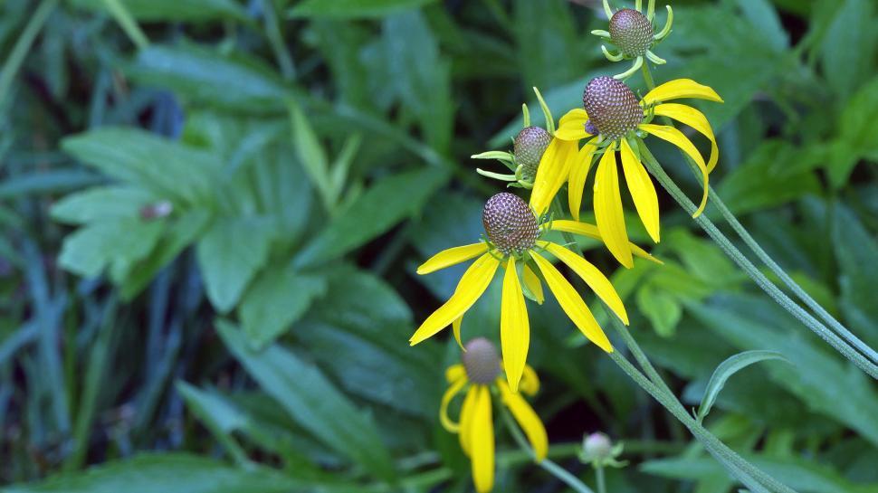 Free Image of Group of Prairie Coneflowers 