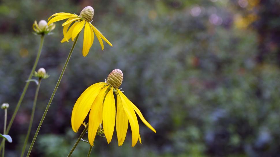 Free Image of Pair of Prairie Coneflowers 