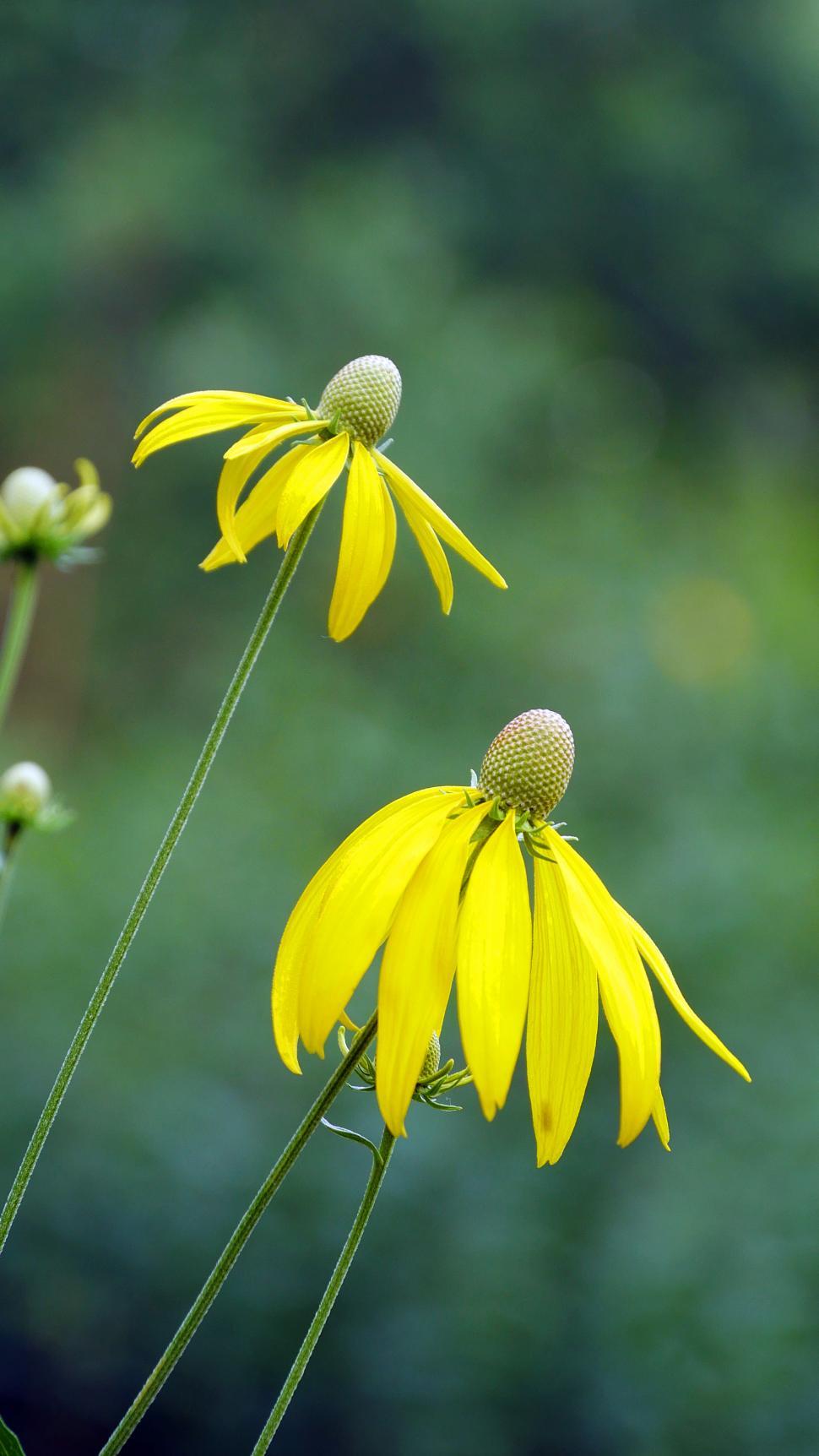 Free Image of Yellow Prairie Coneflowers 