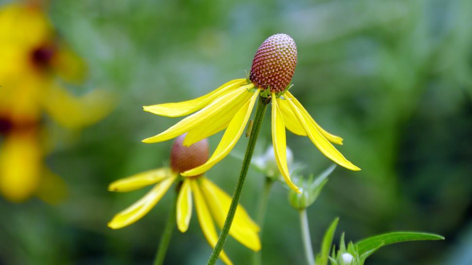 Free Image of Open bloom of prairie coneflower 