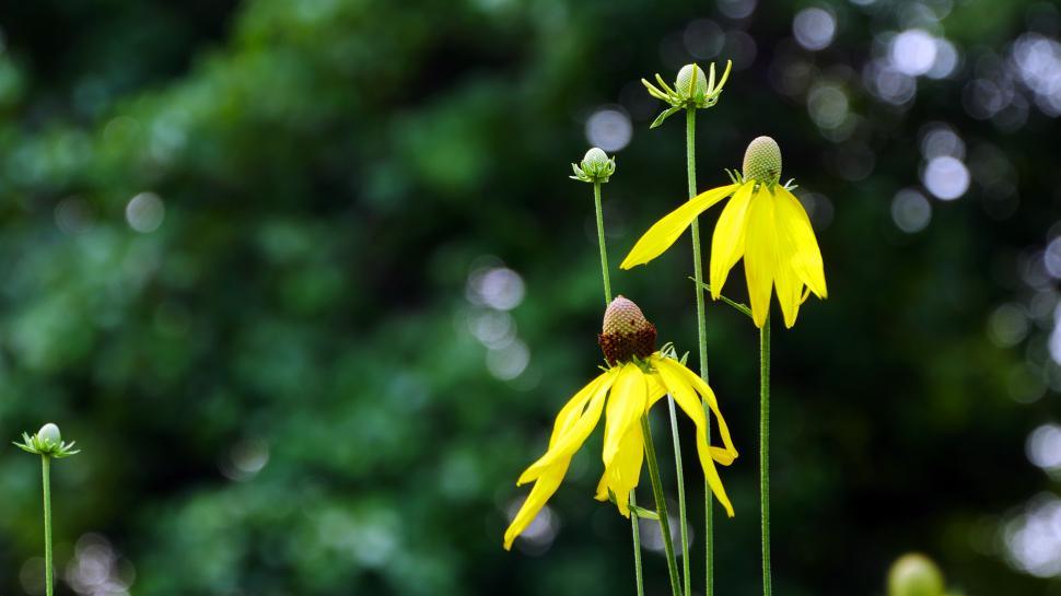 Free Image of Prairie Coneflowers cluster 