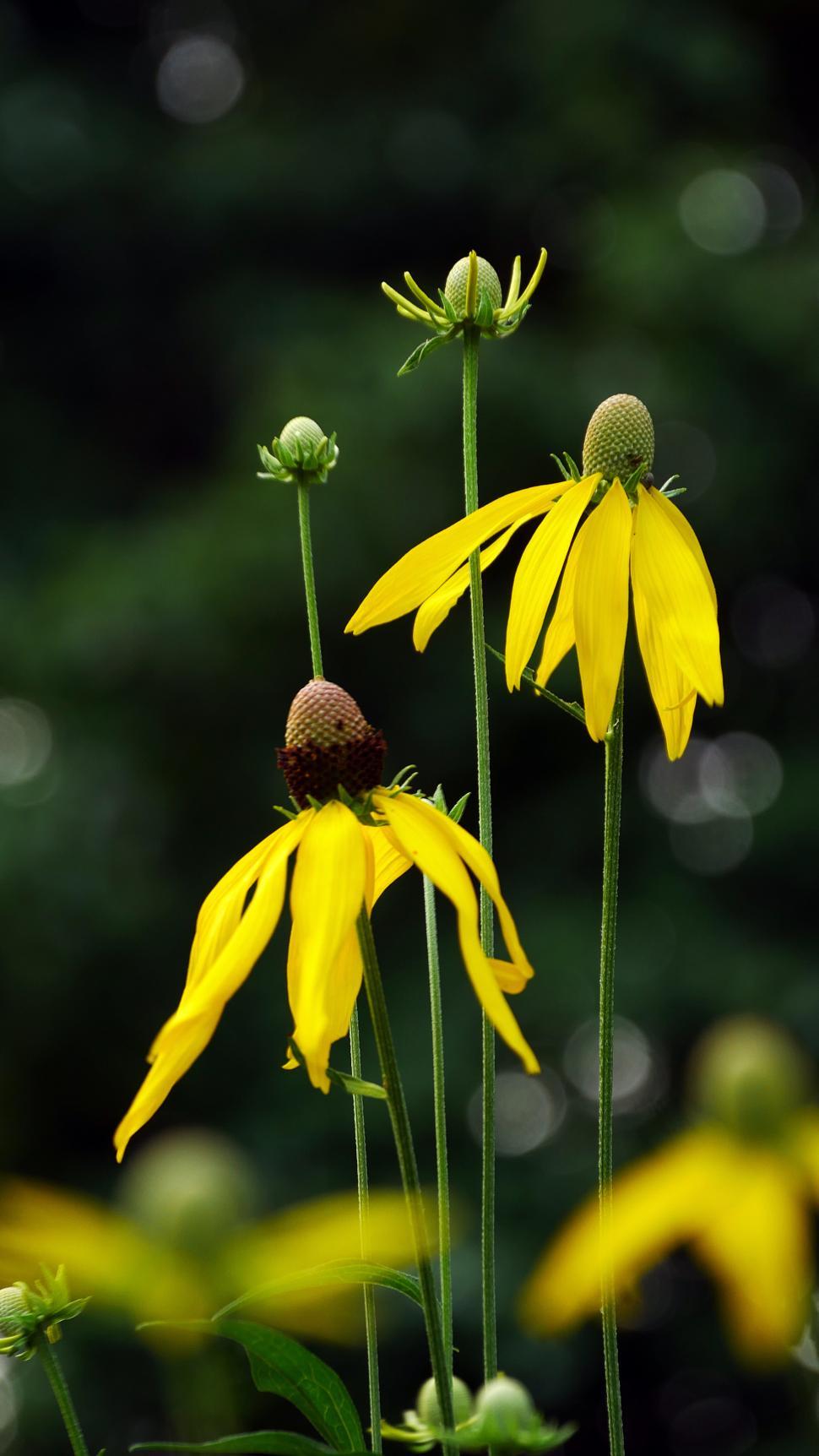 Free Image of Tall Prairie Coneflowers 