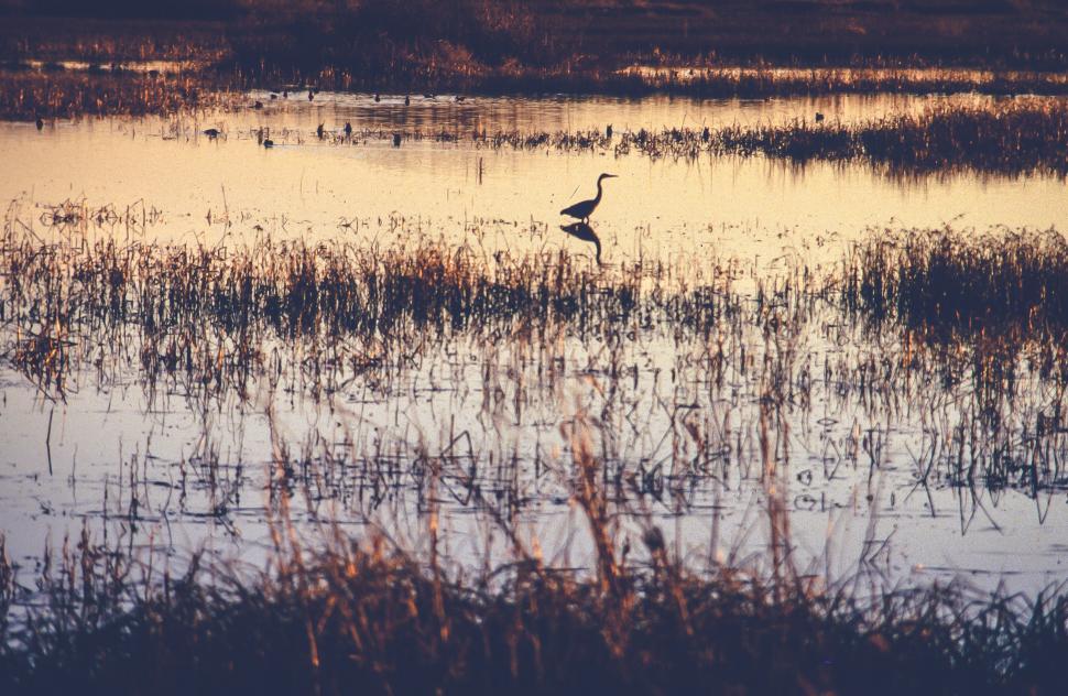Free Image of Marsh in sunset 