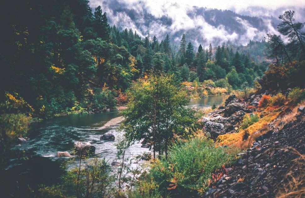 Free Image of Creek and Forest Colors 