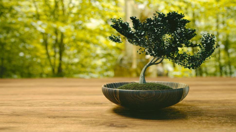 Free Image of Bonsai Tree 