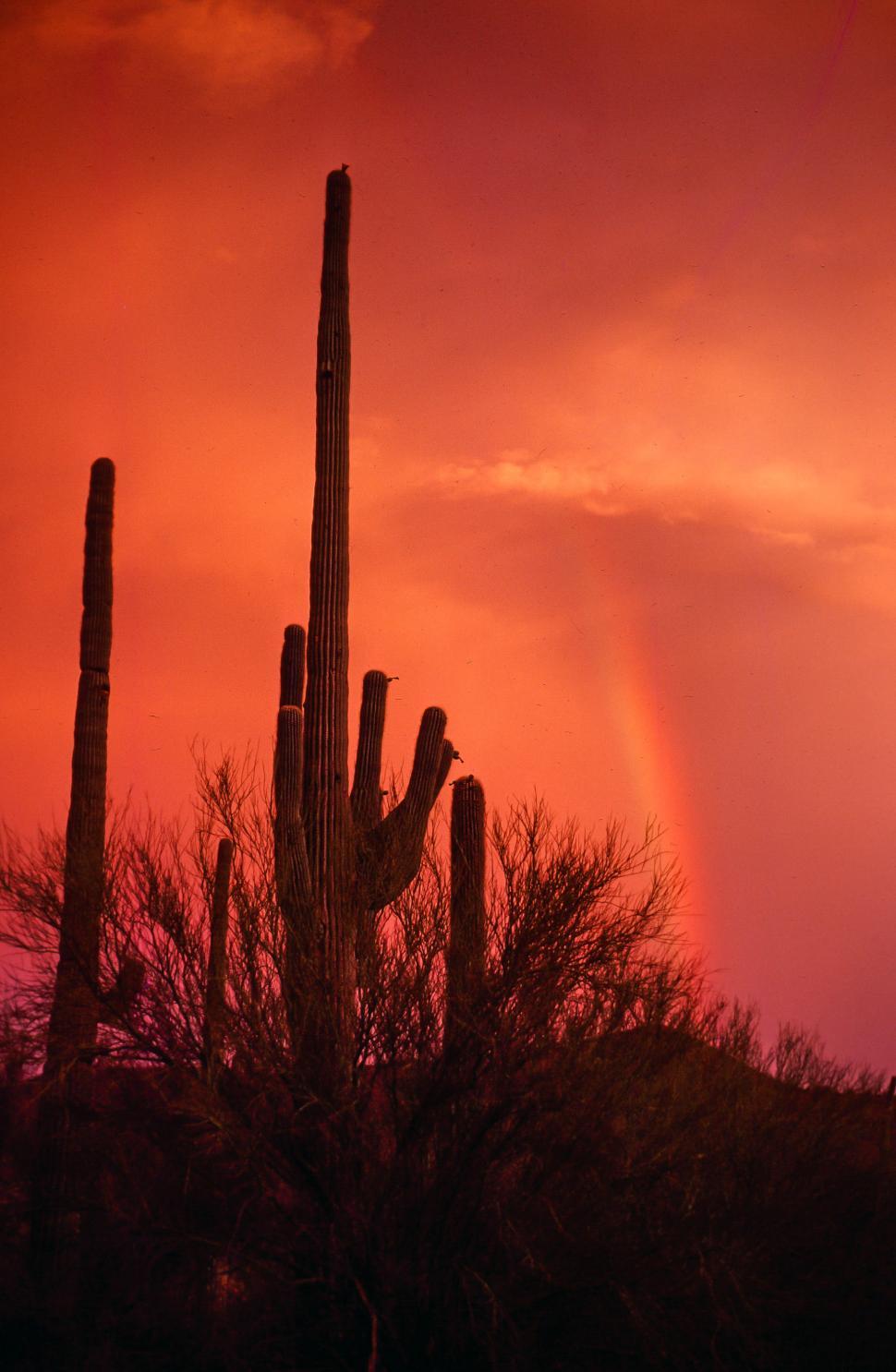 Free Image of Rainbow in red 