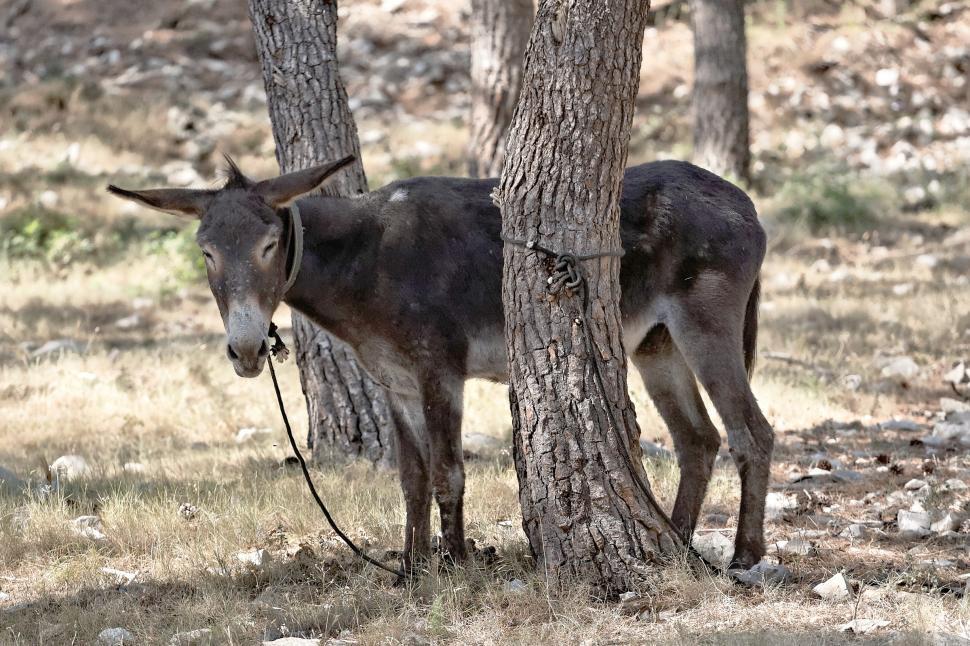 Free Image of Donkey  