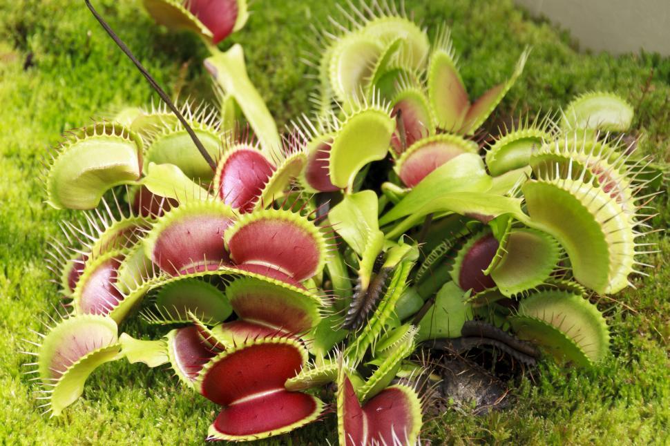 Free Image of Carnivorous Venus fly trap 