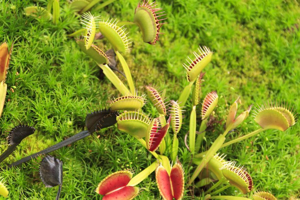 Free Image of Venus fly trap 