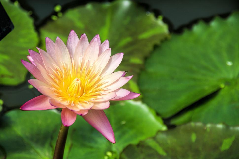 Free Image of Lily 